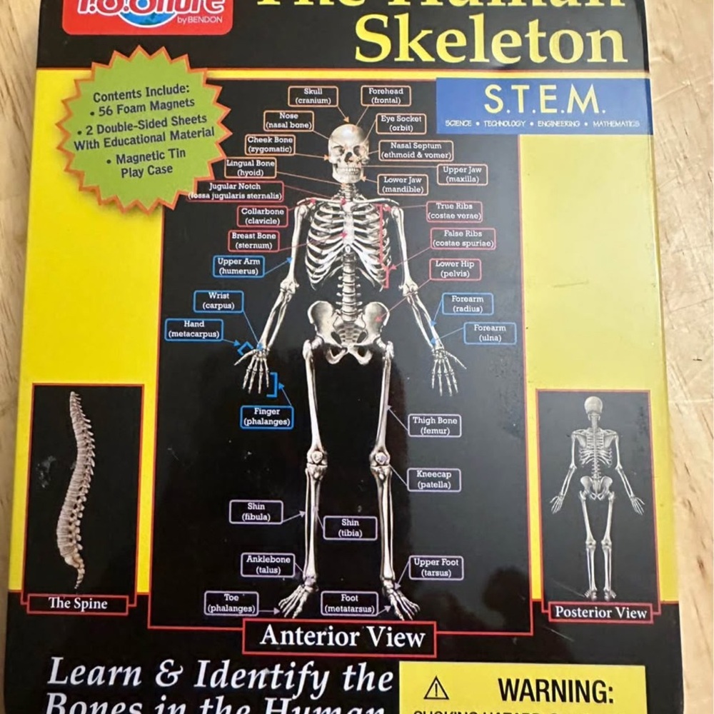 The Human Skeleton STEM Kit